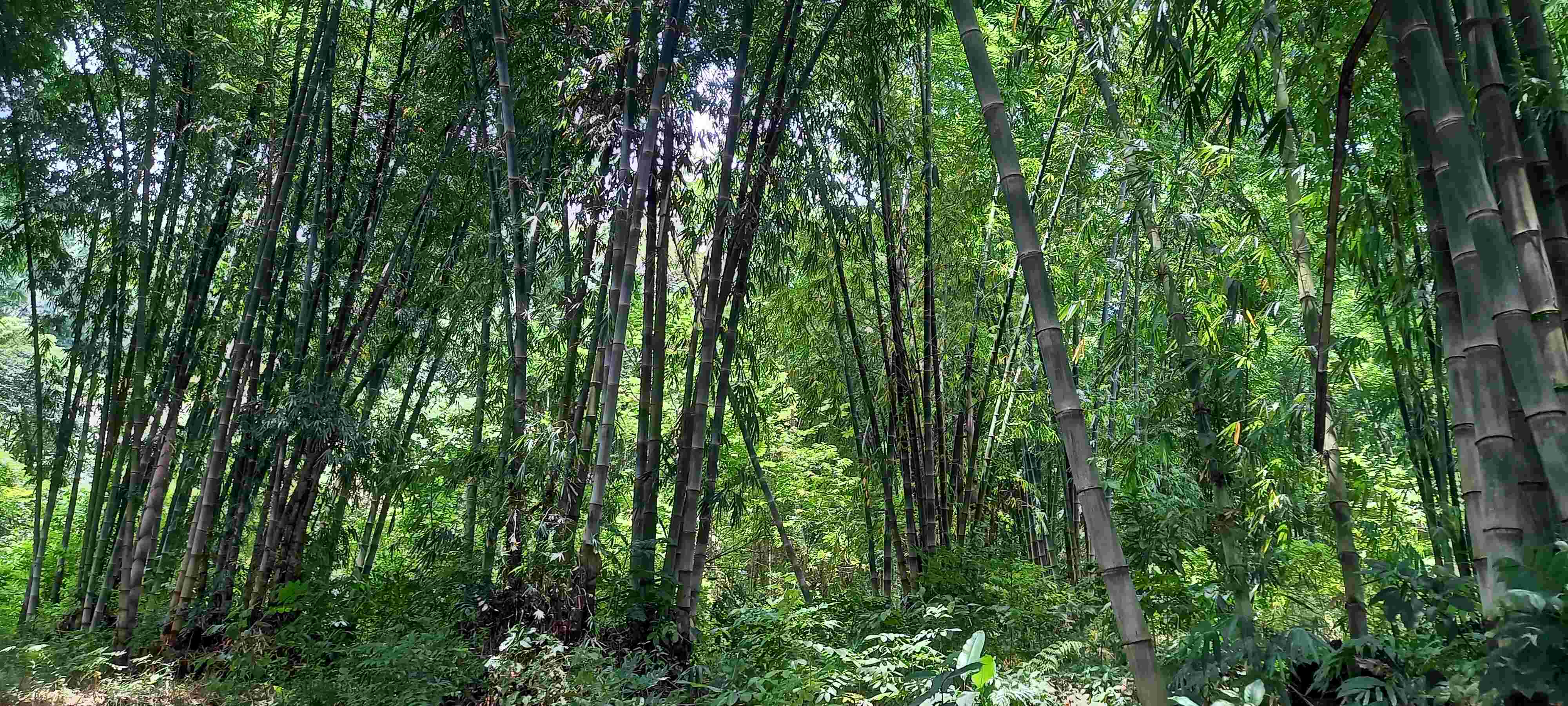 Bambusplantage